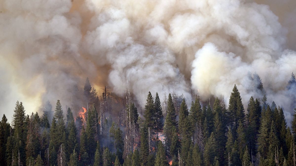 Video: Mohutný požár ohrožuje největší stromy na světě